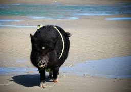 Un cochon sur la plage de Fort-Mahon