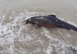 Un dauphin mort découvert sur la plage de Cayeux 