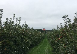 Faites le plein de vitamines au verger de la Beussingue à Peuplingues !