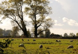 Découvrez Les Laines du Marquenterre