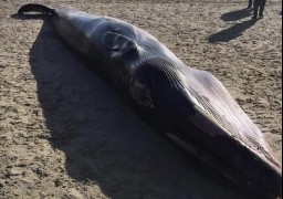 Un rorqual échoué sur une plage de la Baie de Somme