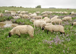 Un éleveur d'agneau de prés salés de Cayeux, premier prix du concours des pratiques agro-écologiques