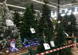 Pour Noël, ils se faisaient de l'argent sur des sapins volés !