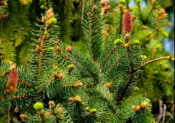 Dans le Calaisis, donnez une seconde vie à votre sapin grâce à l’opération Christmas tri 