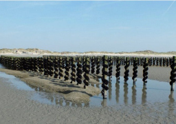 Des huitres élevées à Oye-Plage d'ici 1 ou 2 ans !