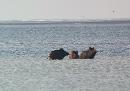 Des sangliers prennent un bain en Baie de Somme