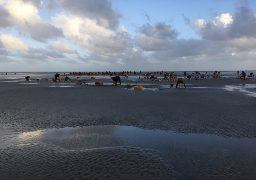 La saison des coques a été excellente en Baie de Somme 