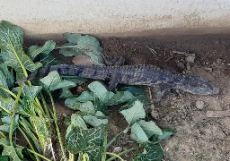 Un élevage clandestin de reptiles protégés découvert dans la Somme