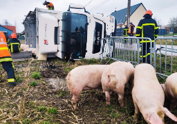 Le Boisle : 35 cochons périssent dans un accident de la route