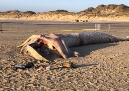 Merlimont : un rorqual s'est échoué sur la plage.