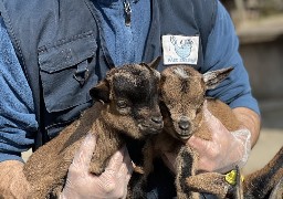 Votez pour le nom des 2 chevreaux du parc zoologique de Fort-Mardyck