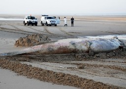 Le Touquet-Stella: l'évacuation du rorqual a pris près de trois heures