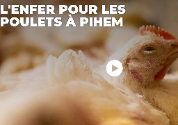 Pihem: l'association L214 s'oppose au projet d'extension du poulailler