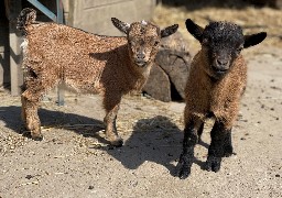 Fort-Mardyck : plus de 1 300 internautes ont voté pour le nom des chevreaux du parc zoologique