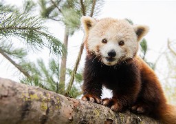 Fort-Mardyck: la belle Yuan, le panda roux du zoo aura bientôt un compagnon 