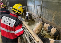 Maisoncelle : 9 veaux tombent dans une fosse à lisier.