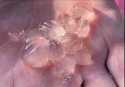 A Gravelines, la SNSM veille à la prolifération des groseilles de mer !