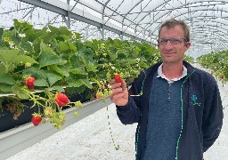 Quend: à la ferme du Muret, la première récolte de la saison des fraises s'achève