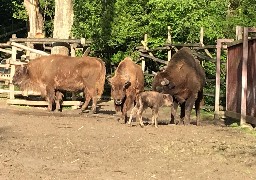 Trois naissances de bisons européens à Bellewaerde