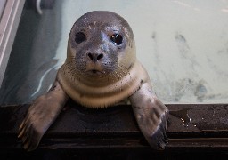 Un bébé phoque retrouvé seul en Baie de Somme, accueilli à la LPA de Calais