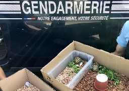 Abbeville : 6 tortues protégées saisies par les gendarmes sur l'A28