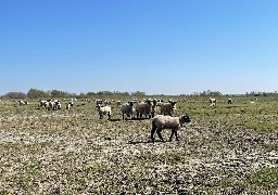 C'est la Fête de l'Agneau des Près Salés ce samedi en Baie de Somme