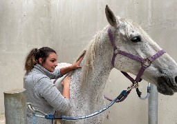 Somme: Opaline Lautrou bichonne les muscles des chevaux et des chiens