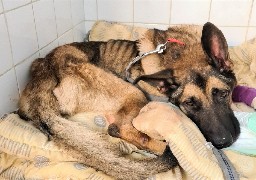 Abbeville: un berger allemand sauvé d'un véritable calvaire