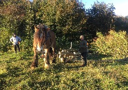 Chantier de débardage à cheval à Sangatte