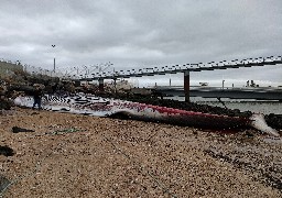 Un cétacé de 19 mètres meurt échoué au port de Calais