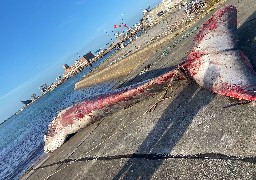 A Calais, le corps de la baleine échouée a été déplacé quai Paul Devot