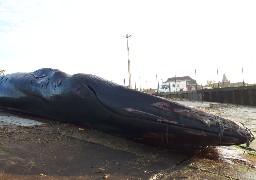 La baleine échouée à Calais évacuée du quai Paul Devot