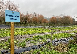 Enquin-sur-Baillon: c'est l'heure de la première récolte sur la cressonnière reprise au printemps dernier