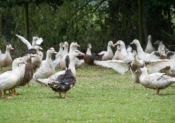 Un nouveau foyer d'influenza aviaire détecté dans le Nord