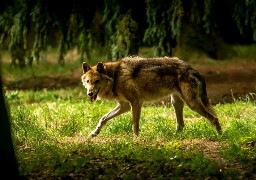 Somme : plusieurs brebis attaquées par un loup