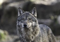 C’est bien un loup qui a attaqué plusieurs brebis dans la Somme dans la nuit du 20 au 21 janvier