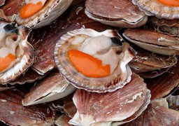 Crotoy: le président de l'union des commerçants milite pour le recyclage des Coquilles Saint Jacques