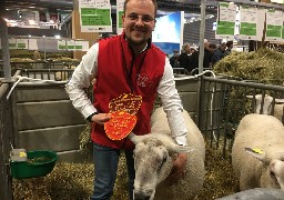 A Bergues, 31 moutons boulonnais primés au salon de l'agriculture font de l'éco-pâturage !