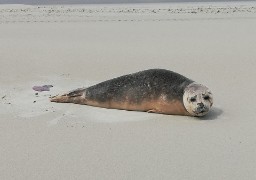 Touquet: un jeune veau marin retrouvé sur la plage ce matin 