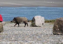 Au Cap Hornu, une manifestation pour laisser tranquille Titine de la Baie !