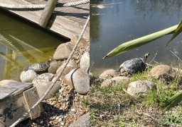 Il y a trop de tortues de Floride au parc du Fort Louis de Coudekerque-Branche.