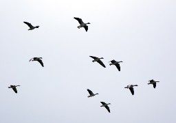 2 nouveaux foyers de grippe aviaire dans la Somme