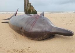 La baleine échouée à Sangatte emmenée par la marée