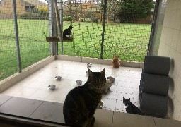 Offrir un animal n’est pas une bonne idée de cadeau de Noël