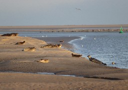 Un appel aux bénévoles lancé pour protéger les phoques en Baie de Somme