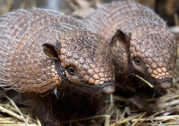 A Fort-Mardyck, le parc Bio-Topia a reçu un couple de Tatous !