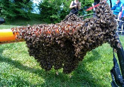 Scène impressionnante à Saint Valery-sur-Somme, d'un essaim d'abeilles sur le vélo d'une promeneuse