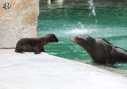 Naissance d'une otarie de Californie au zoo d'Amiens