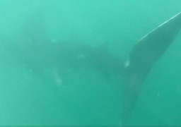 Un requin-pèlerin observé près du Cap Gris-Nez
