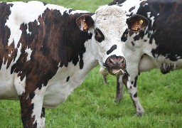 Somme : les pompiers sauvent une vache tombée dans un marais